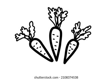 Doodle carrot. Hand drawn black and white outline carrot. Line art vegetable. Stock vector illustration on a white background.
