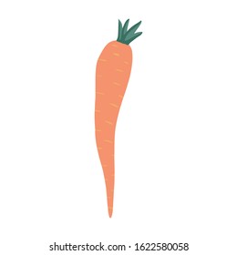 Doodle carrot isolated on white background. Vegetarian healthy food. Hand drawn vegetable. Fresh organic raw food ingredient. Cute vector illustration
