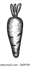 doodle carrot, vector illustration icon