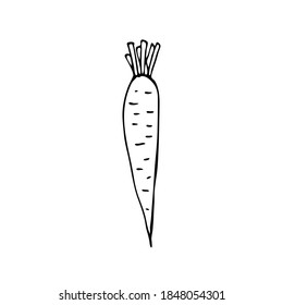 Doodle carrots. Hand-drawn images. Vector for posters, web, textiles, children's coloring pages.
