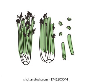Doodle celery. Hand drawn stylish fruit and vegetable. Vector artistic drawing fresh organic food. Summer illustration vegan ingrediens for smoothies