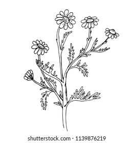 Doodle chamomile medicinal plant black outline on white background