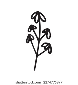 Doodle chamomile vector illustration. Hand drawn wild chamomile sketch