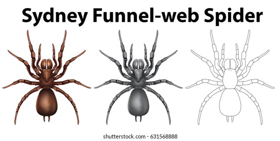 Doodle Character For Sydney Funnel Web Spider Illustration