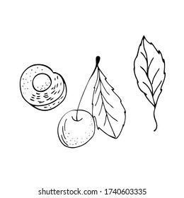 Doodle Cherry. Cherry on a branch with a leaf. Freehand drawing. A set of cherries. Black lines on a white background. Cherry isolated on a white background. Vector.