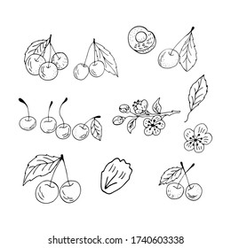 Doodle Cherry. Cherry on a branch with a leaf. Freehand drawing. A set of cherries. Black lines on a white background. Cherry isolated on a white background. Vector.