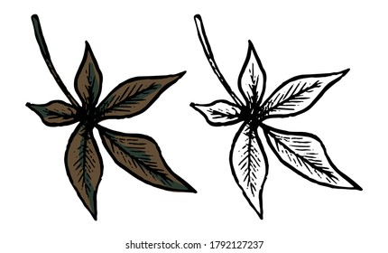Doodle of chestnut leaf. Realistic ink sketch of autumn fallen leaves. Hand drawn vector illustration. Set of black contour and color element isolated on white. For design, decor, print, card, sticker