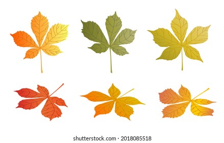 doodle CHESTNUT tree leaves isolated on white background. Autumn fallen leaves of CHESTNUT tree. Harvesting. Vector