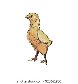 doodle chicken isolated in white background. Excellent vector illustration, EPS 10