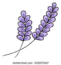 Doodle clipart. Line art. A sprig of fresh lavender.