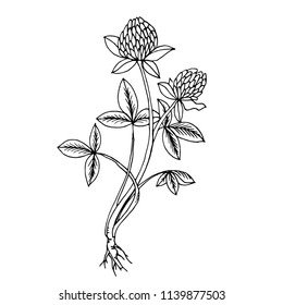 Doodle clover medicinal plant black outline on white background