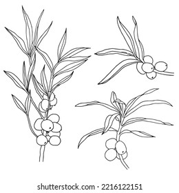 Doodle collection with branches, berries and sea buckthorn leaves.