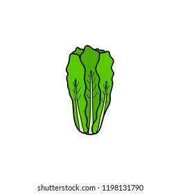 Doodle colored lettuce green leaf isolated on white background.