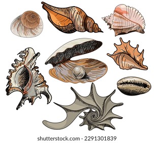 Doodle colored vector shells. Hand drawn vector for printing, labels, decoration an other