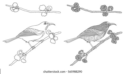 Doodle coloring book with bird isolated on white. The bird called Crimson Sunbird.