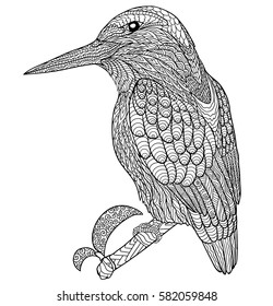 Doodle coloring book with a bird on a branch isolated on white. The bird called Common Kingfisher.