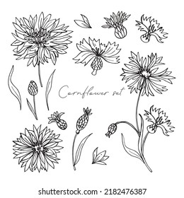 Doodle Cornflower set. Black on white. Design for cosmetics and perfumery. Vector illustration
