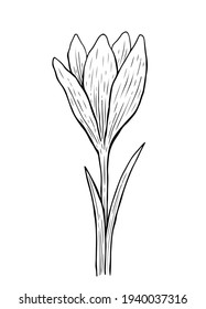 Doodle Krokus mit Stamm und Blättern. Eine Skizze der ersten Frühlingsblume. Vektorhandgezeichnete Illustration im Konturstil. Perfekt für Ihre Projekte, Karten, Einladungen, Druck, Dekoration, Logo.