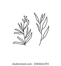 doodle. Culinary herb. Parsley, basil thyme, mint and oregano. Vector hand drawn illustration isolated on white background.