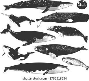 Doodle Cute Marine Whale Species Elements