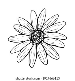 Doodle Daisy Flower Isolated On White Background. Sketch Chamomile Top View. Vector Hand-drawn Illustration In Line Art Style. Perfect For Your Projects, Cards, Invitations, Print, Decor, Logo.