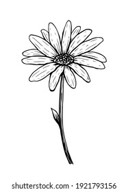 Doodle Daisy Flower Isolated On White Background. Sketch Of Chamomile. Vector Hand-drawn Illustration In Line Art Style. Perfect For Your Projects, Cards, Invitations, Print, Decor, Logo.