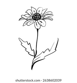 Doodle daisy flower sketch. Good for greeting cards and invitations of the wedding, birthday, Valentine's Day, mother's day and other seasonal holiday