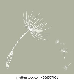 Doodle of Dandelion seeds . Vector illustration
