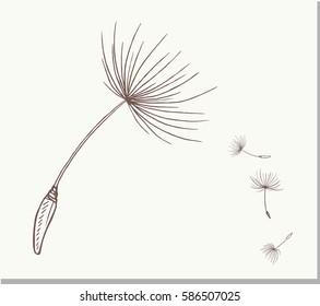 Doodle of Dandelion seeds . Vector illustration