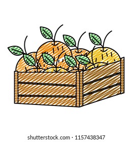 doodle delicious oranges fruits inside wood basket