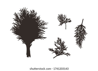 Doodle  dill. Hand drawn stylish fruit and vegetable. Vector artistic drawing fresh organic food. Summer illustration vegan ingrediens for smoothies