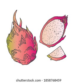 doodle dragon fruit, pitahaya fruit, pity, Thailand fruits, dragon fruit pink logo