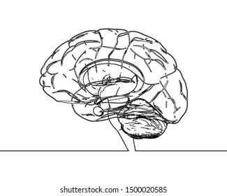 Doodle drawing human brain anatomy in side view illustration isolated on white background