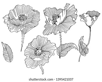 Doodle drawn poppy illustration on white background. - Vector