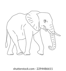 Doodle of Elephant. Hand drawn vector illustration.