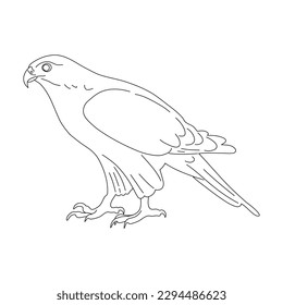 Doodle of Falcon. Hand drawn vector illustration.