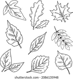 Doodle fall leafs set. Autumn forest sketch illustrations