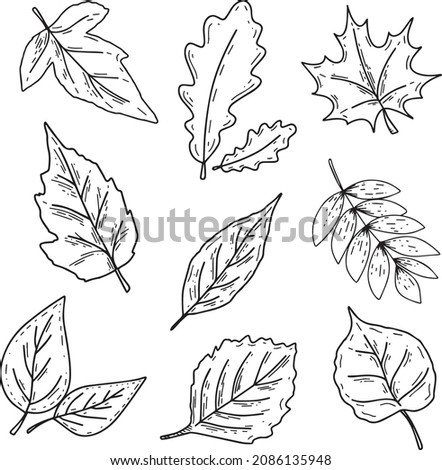 Doodle fall leafs set. Autumn forest sketch illustrations