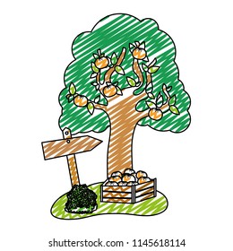 doodle farm fruit tree and oranges inside wood box
