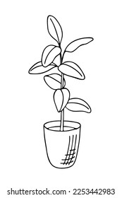 Doodle de ficus elastica o de goma en una olla. Ilustración vectorial dibujada a mano de la planta interior aislada sobre fondo blanco.