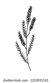 Doodle de una hierba de campo. Ilustración vectorial dibujada a mano de hierba silvestre aislada en fondo blanco.