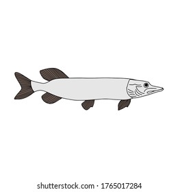 Icono de lucio de pez garrapata aislado en blanco. Marisco, logotipo. Línea de dibujo a mano. Colorando el libro de la página. Esbozar ilustración de material vectorial