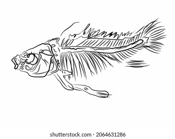 doodle and fishbone structure vector