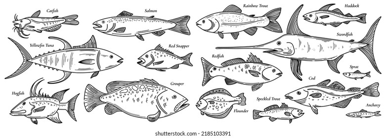 Doodle fishes, hand drawn fish flock set vector illustration isolated on white. Sea animals sketched icon collection.