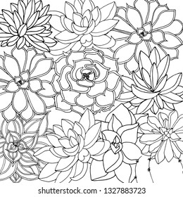 Doodle floral background in vector with doodles black and white coloring page of succulents