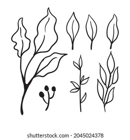Elementos florales de garabato. Ramas y hojas de vectores dibujadas a mano. Ilustraciones botánicas vintage.