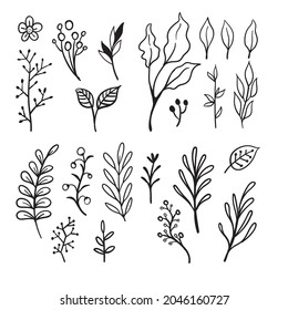 Doodle floral elements. Hand drawn vector branches and leaves. Vintage botanical illustrations.