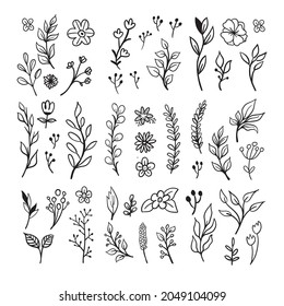 Doodle floral elements. Hand drawn vector branches and leaves. Vintage botanical illustrations.