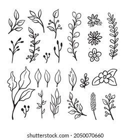 Elementos florales de garabato. Ramas y hojas de vectores dibujadas a mano. Ilustraciones botánicas vintage.