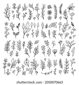 Doodle floral elements. Hand drawn vector branches and leaves. Vintage botanical illustrations.